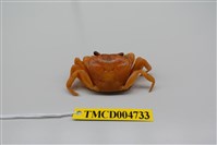 藏品(拉氏清溪蟹)的圖片